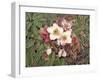 Hellebores-Jan Benz-Framed Giclee Print