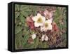 Hellebores-Jan Benz-Framed Stretched Canvas