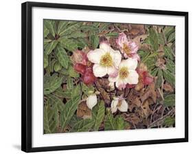 Hellebores-Jan Benz-Framed Giclee Print