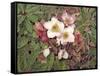 Hellebores-Jan Benz-Framed Stretched Canvas