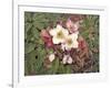 Hellebores-Jan Benz-Framed Giclee Print