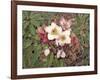 Hellebores-Jan Benz-Framed Giclee Print