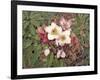 Hellebores-Jan Benz-Framed Giclee Print