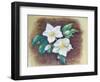 Helleborus, 2020 (Pastel)-Margo Starkey-Framed Giclee Print