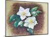 Helleborus, 2020 (Pastel)-Margo Starkey-Mounted Giclee Print