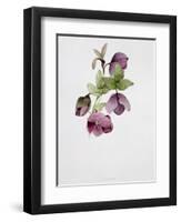 Helleborus Atrorubens-Sarah Creswell-Framed Giclee Print