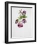 Helleborus Atrorubens-Sarah Creswell-Framed Giclee Print