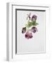 Helleborus Atrorubens-Sarah Creswell-Framed Giclee Print