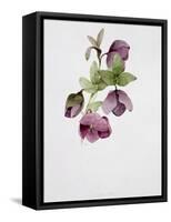 Helleborus Atrorubens-Sarah Creswell-Framed Stretched Canvas