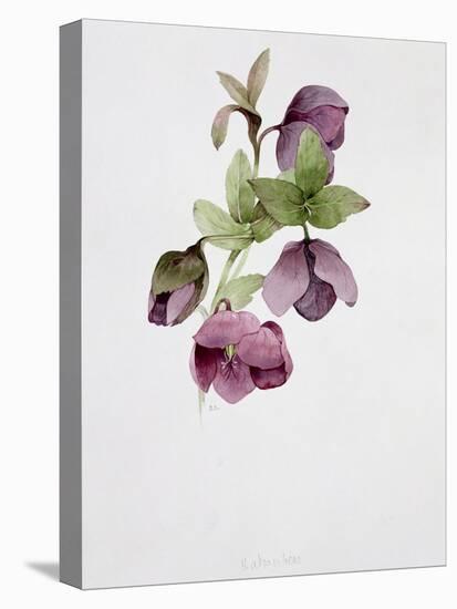 Helleborus Atrorubens-Sarah Creswell-Stretched Canvas
