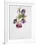 Helleborus Atrorubens-Sarah Creswell-Framed Giclee Print