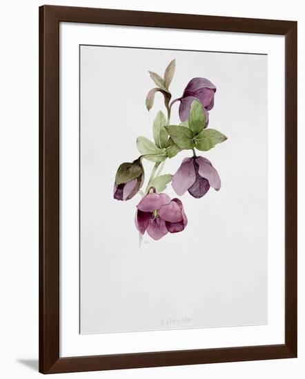 Helleborus Atrorubens-Sarah Creswell-Framed Giclee Print