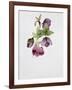 Helleborus Atrorubens-Sarah Creswell-Framed Giclee Print