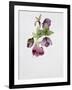 Helleborus Atrorubens-Sarah Creswell-Framed Giclee Print