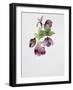 Helleborus Atrorubens-Sarah Creswell-Framed Giclee Print