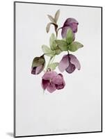 Helleborus Atrorubens-Sarah Creswell-Mounted Giclee Print