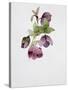 Helleborus Atrorubens-Sarah Creswell-Stretched Canvas