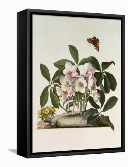 Helleborus Niger or Christmas Rose, Watercolour, 18th century-Georg Dionysius Ehret-Framed Stretched Canvas