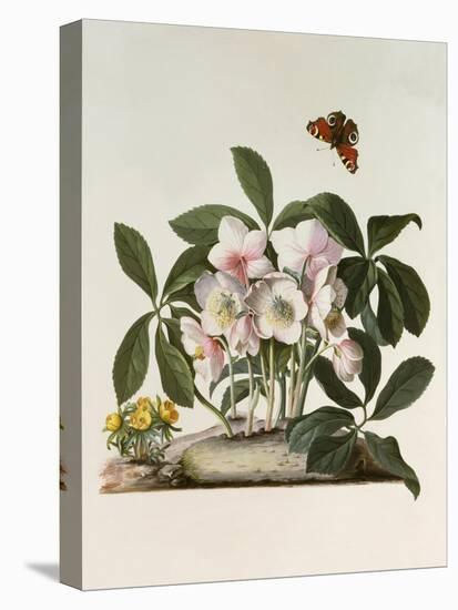 Helleborus Niger or Christmas Rose, Watercolour, 18th century-Georg Dionysius Ehret-Stretched Canvas