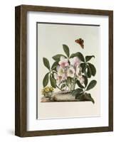 Helleborus Niger or Christmas Rose, Watercolour, 18th century-Georg Dionysius Ehret-Framed Giclee Print