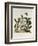 Helleborus Niger or Christmas Rose, Watercolour, 18th century-Georg Dionysius Ehret-Framed Giclee Print