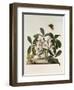 Helleborus Niger or Christmas Rose, Watercolour, 18th century-Georg Dionysius Ehret-Framed Giclee Print