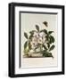 Helleborus Niger or Christmas Rose, Watercolour, 18th century-Georg Dionysius Ehret-Framed Giclee Print