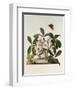 Helleborus Niger or Christmas Rose, Watercolour, 18th century-Georg Dionysius Ehret-Framed Giclee Print