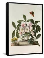 Helleborus Niger or Christmas Rose, Watercolour, 18th century-Georg Dionysius Ehret-Framed Stretched Canvas