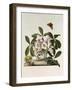 Helleborus Niger or Christmas Rose, Watercolour, 18th century-Georg Dionysius Ehret-Framed Giclee Print