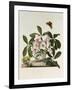 Helleborus Niger or Christmas Rose, Watercolour, 18th century-Georg Dionysius Ehret-Framed Giclee Print