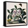 Helleborus Niger, Rose and Butterfly Lithograph-Georg Dionysius Ehret-Framed Stretched Canvas