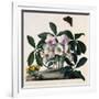 Helleborus Niger, Rose and Butterfly Lithograph-Georg Dionysius Ehret-Framed Giclee Print