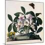 Helleborus Niger, Rose and Butterfly Lithograph-Georg Dionysius Ehret-Mounted Giclee Print