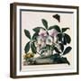 Helleborus Niger, Rose and Butterfly Lithograph-Georg Dionysius Ehret-Framed Giclee Print