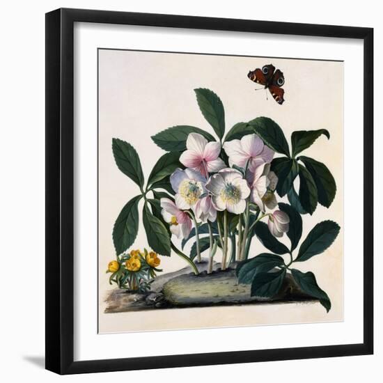 Helleborus Niger, Rose and Butterfly Lithograph-Georg Dionysius Ehret-Framed Giclee Print