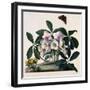 Helleborus Niger, Rose and Butterfly Lithograph-Georg Dionysius Ehret-Framed Giclee Print