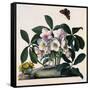 Helleborus Niger, Rose and Butterfly Lithograph-Georg Dionysius Ehret-Framed Stretched Canvas