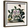 Helleborus Niger, Rose and Butterfly Lithograph-Georg Dionysius Ehret-Framed Giclee Print