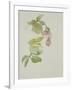 Helleborus orientalio and Helleborus niger-Sarah Creswell-Framed Giclee Print