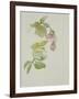 Helleborus orientalio and Helleborus niger-Sarah Creswell-Framed Giclee Print