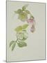 Helleborus orientalio and Helleborus niger-Sarah Creswell-Mounted Giclee Print