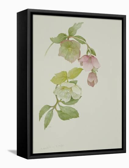 Helleborus orientalio and Helleborus niger-Sarah Creswell-Framed Stretched Canvas