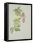 Helleborus orientalio and Helleborus niger-Sarah Creswell-Framed Stretched Canvas