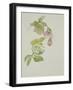 Helleborus orientalio and Helleborus niger-Sarah Creswell-Framed Giclee Print