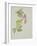 Helleborus orientalio and Helleborus niger-Sarah Creswell-Framed Giclee Print