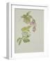 Helleborus orientalio and Helleborus niger-Sarah Creswell-Framed Giclee Print