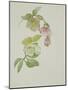 Helleborus orientalio and Helleborus niger-Sarah Creswell-Mounted Giclee Print