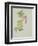 Helleborus orientalio and Helleborus niger-Sarah Creswell-Framed Giclee Print