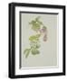 Helleborus orientalio and Helleborus niger-Sarah Creswell-Framed Giclee Print